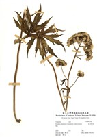 藏品(高山破傘菊)的圖片